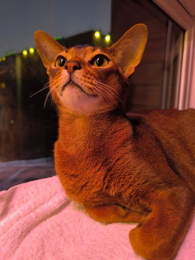 Моему коту Тому 2 года
