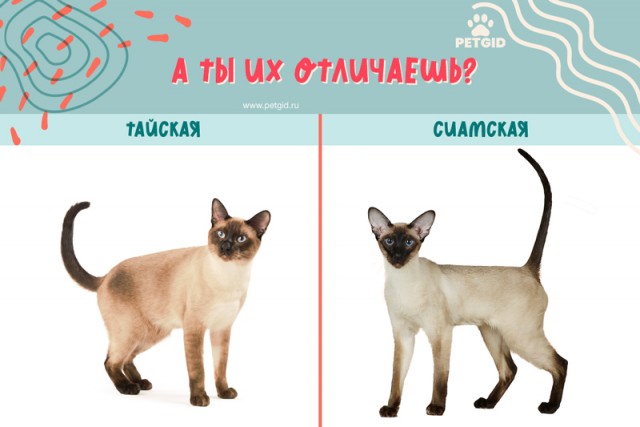 Котовторник . Как назвать бандита ?)