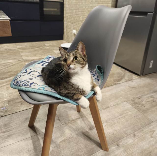 Котовторник. Где коты? Мой вот!