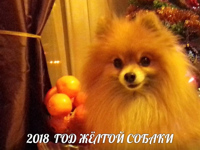 Собакочетверг