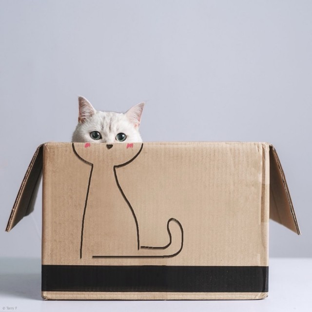 Котокоробковое