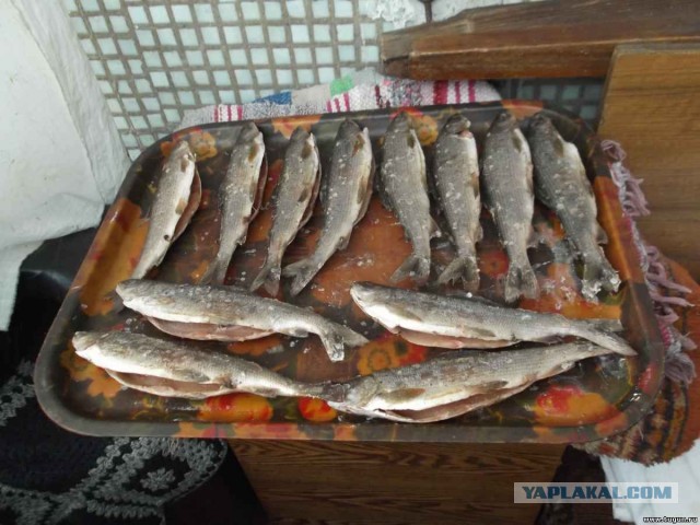 Что бывает, когда на рыбалке сильно машешь руками