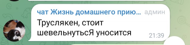 Жизнь домашнего приюта для котеек 571