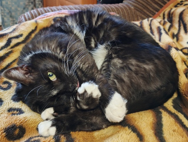 Снова наши коты
