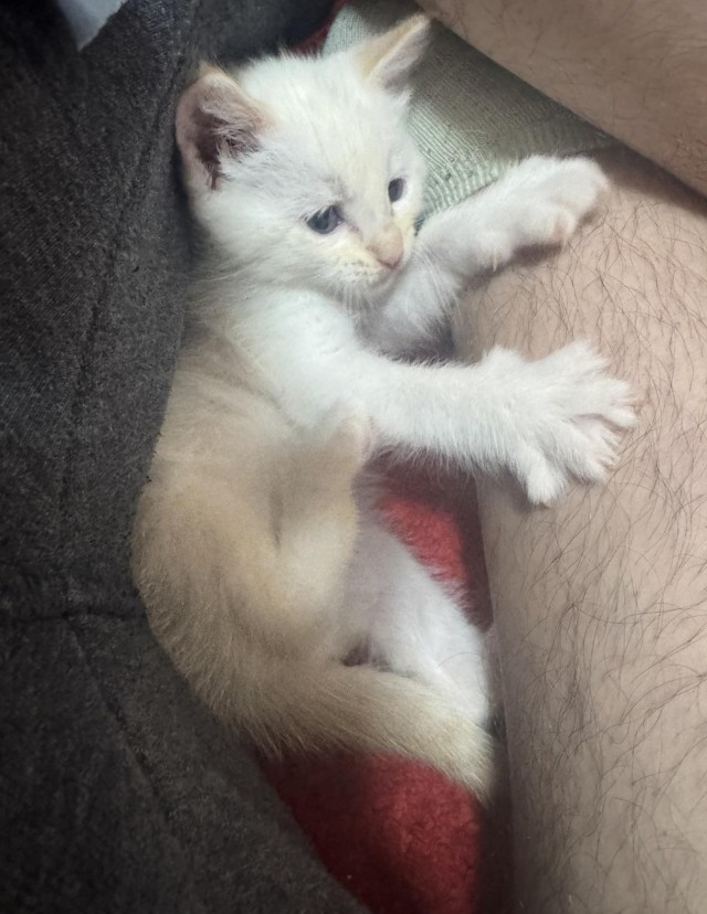 Мужчина нашёл котят на дороге