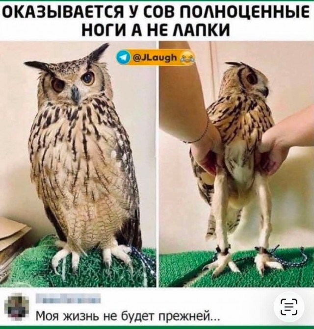 Веселые картинки в пятницу (03.07)