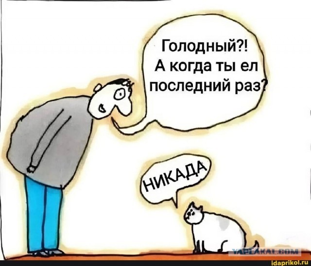Небольшая заметка о рыжем котике