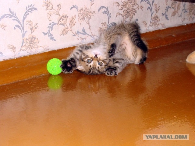 Коты и время
