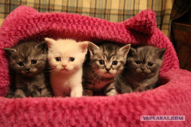 Котовторник 18.03.2014