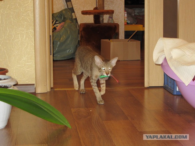 Котовторник 18.03.2014