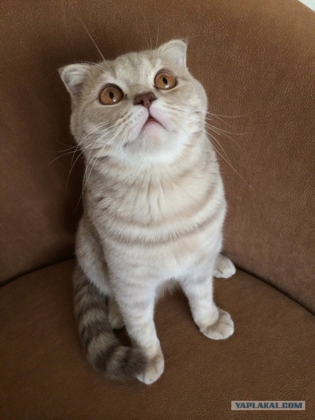 Мимиметр