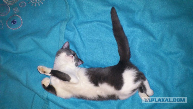 Котовторник 26.08.14.