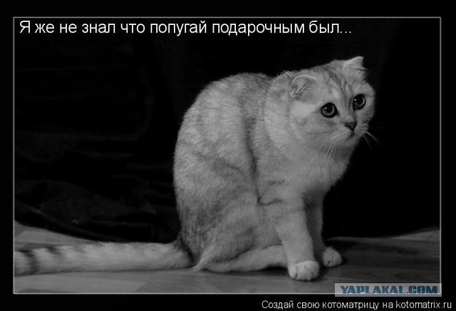 Ведь главное,что собака друг человека
