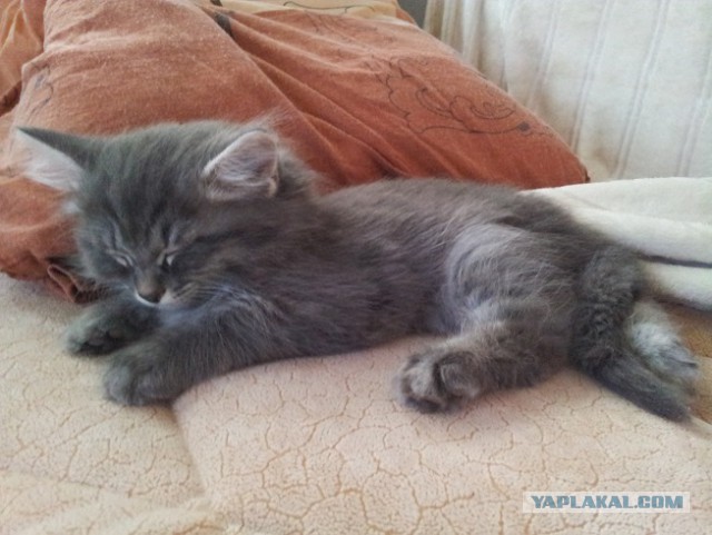 Котовторник 2.12.14