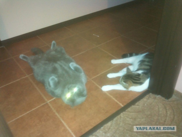 Котовторник