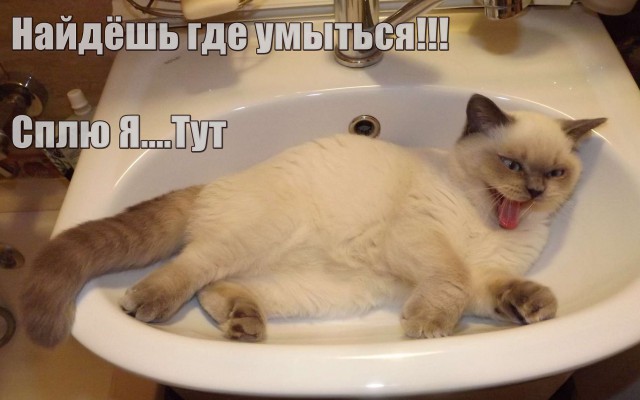 О важном. Проблемы котов