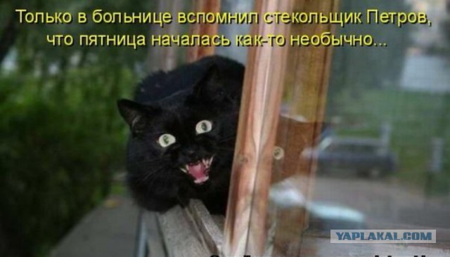 17 фотографий котов