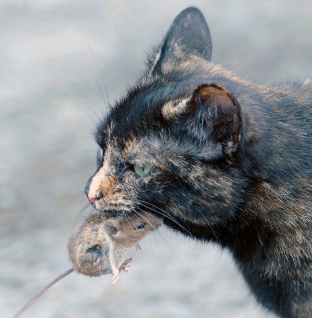 Удивительные фото кошки и мышки