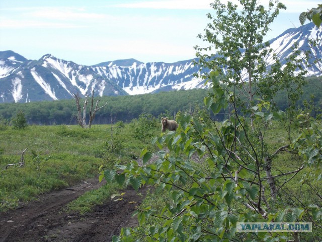 Как предохраняются от медведей на камчатской рыбалке