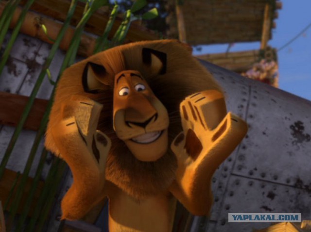 В зоопарке спасённый лев не может уснуть без одеяла