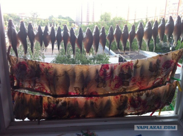 кто и как сушит рыбку на лоджии или балконе