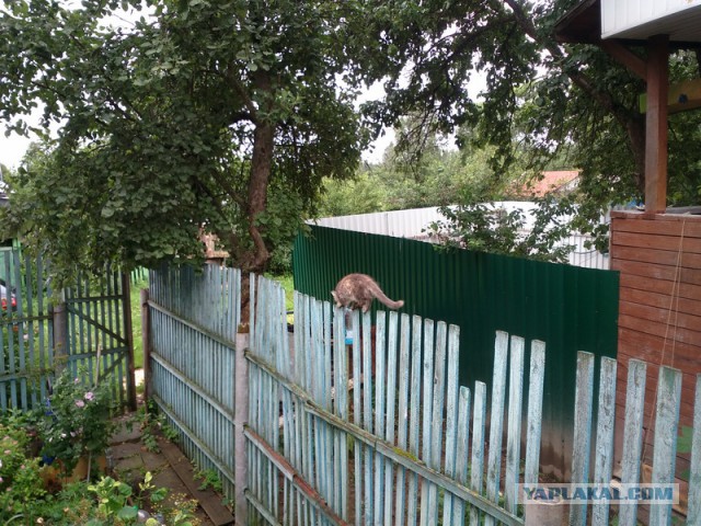 Котовторник 19.07.2016