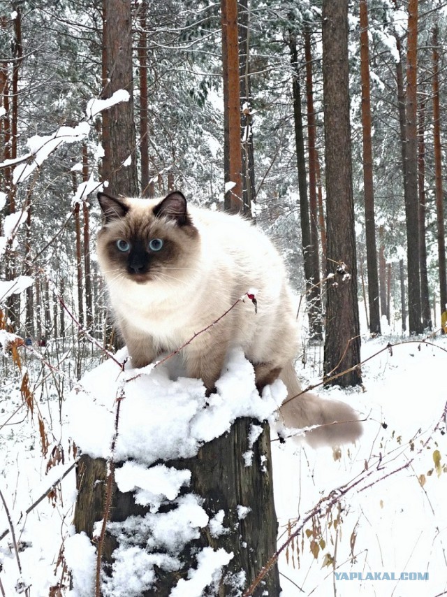 Снежный кот. Первому снегу посвящается.