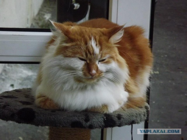 Котовторник 01.11.2016 г.