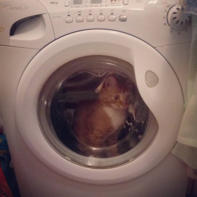 Котопрятки
