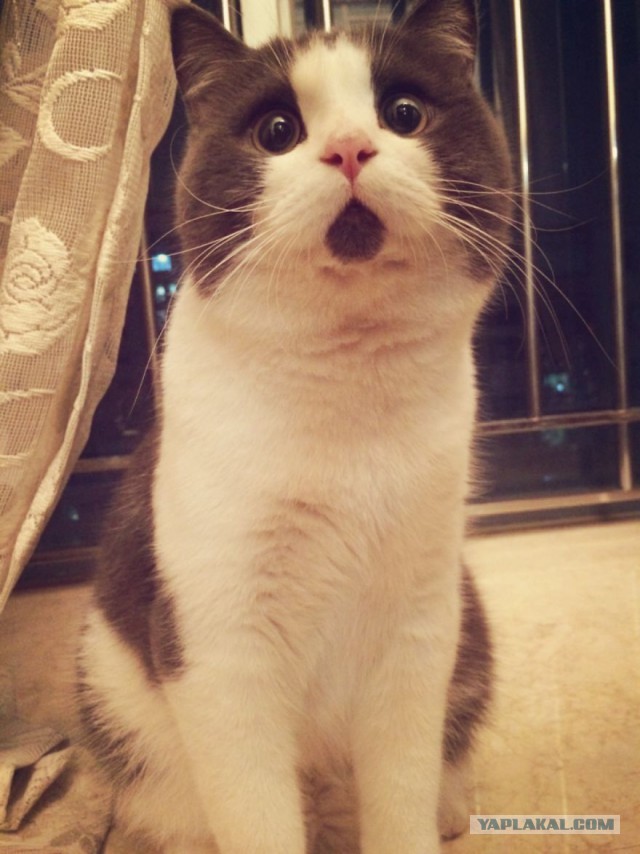 Коты из сети