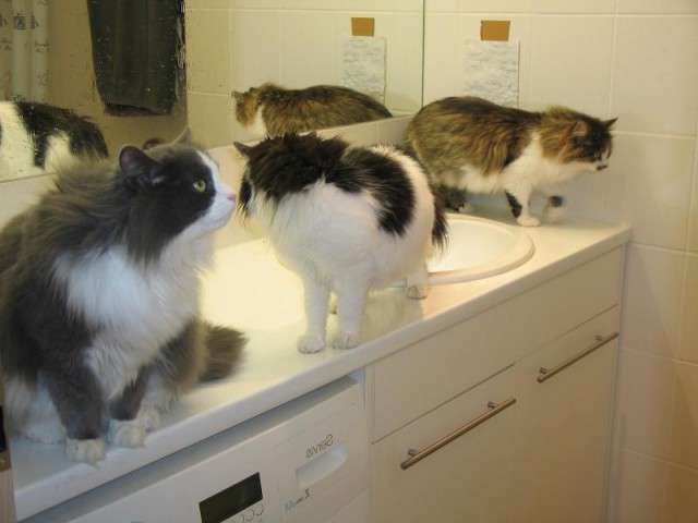 Коты из сети