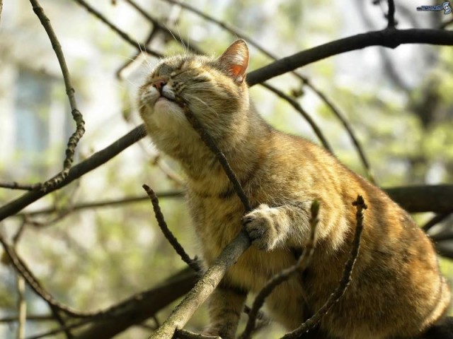Коты из сети
