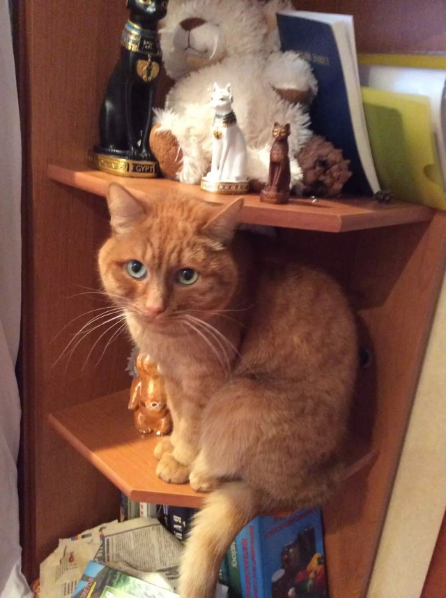 Коты из сети