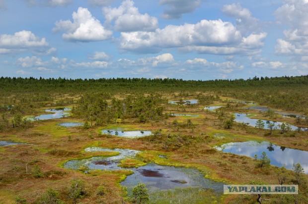 Борьба за жизнь.