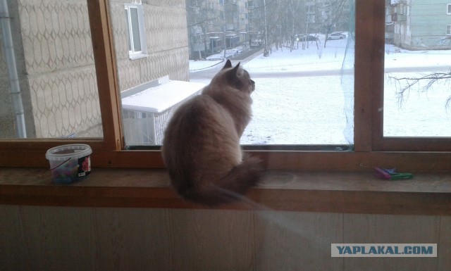 Котовторник 28.02.2017