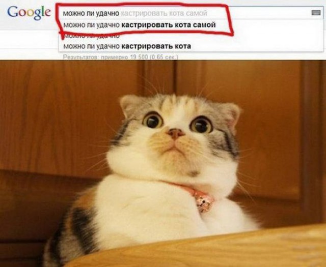 Коты и Кошки