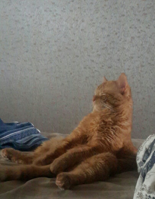 Коты и Кошки