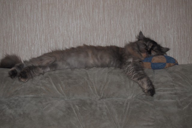 Коты и Кошки
