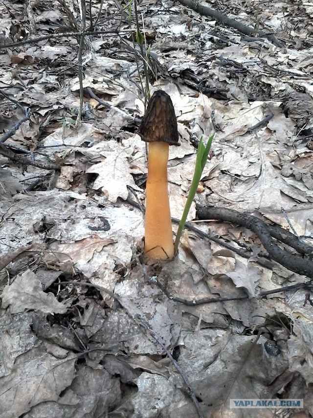 За грибами в весенний лес.