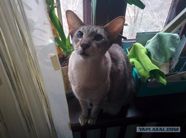 Котовторник