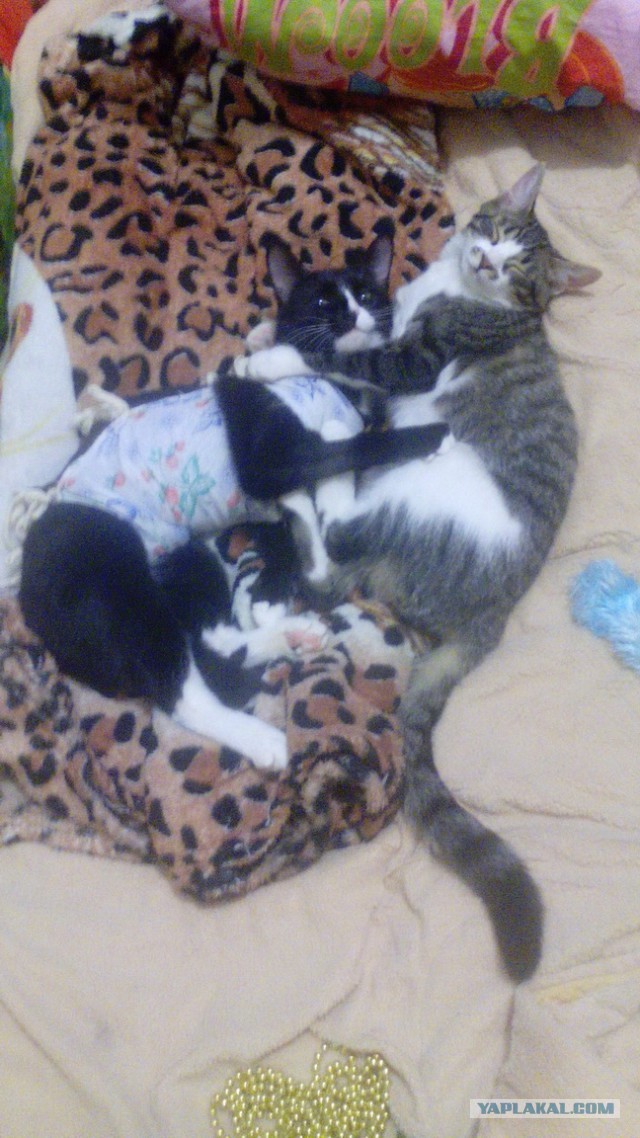 Котовторник  19.12.2017