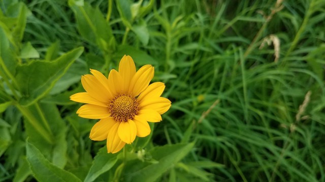 Просто Природа