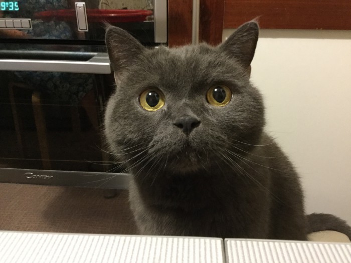 Котовторник  01.05.2018