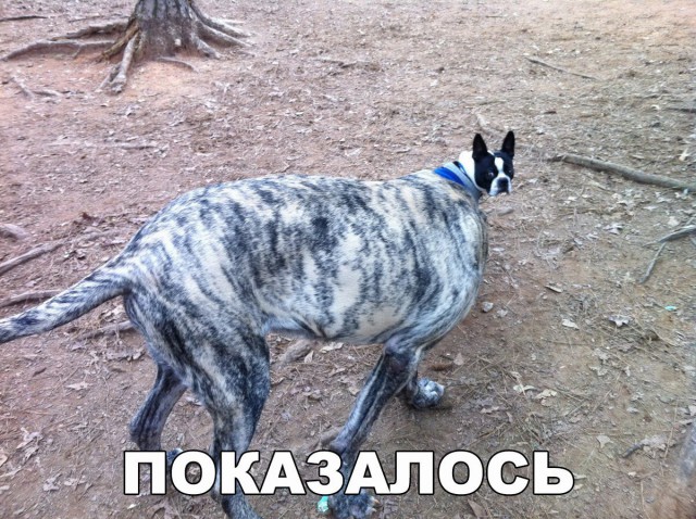 Нестандартный юмор