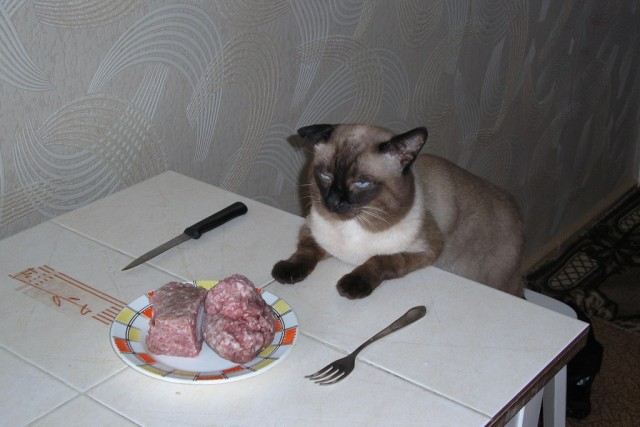 Котовторник на ЯПлакалъ (27.05.08), прикольные коты, добавляем свои!