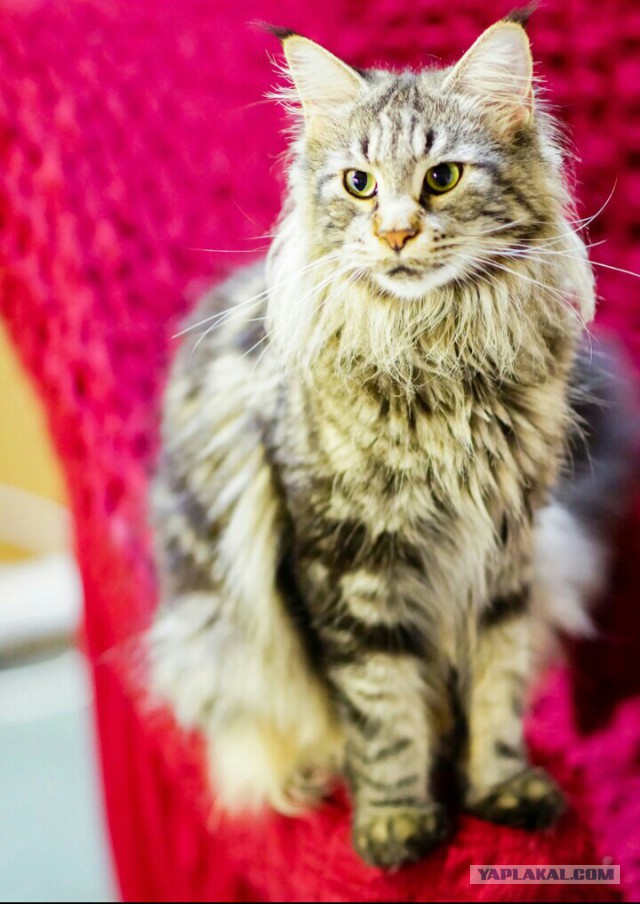 Котовторник  31.07.2018