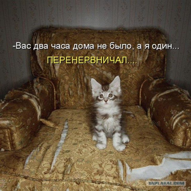 Ура, котовторник!