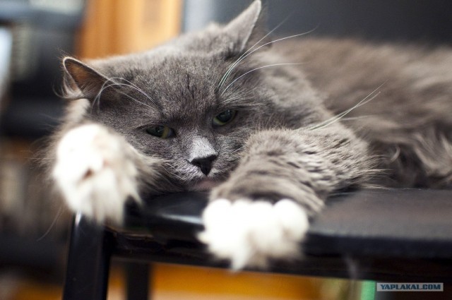 Котовторник