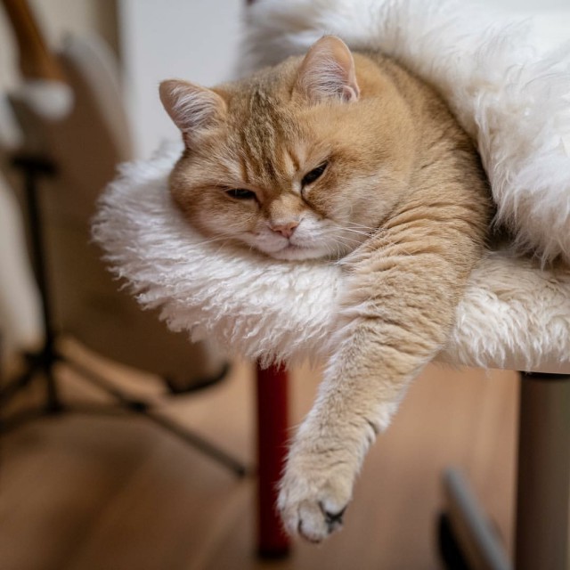 Прикольных котов пост