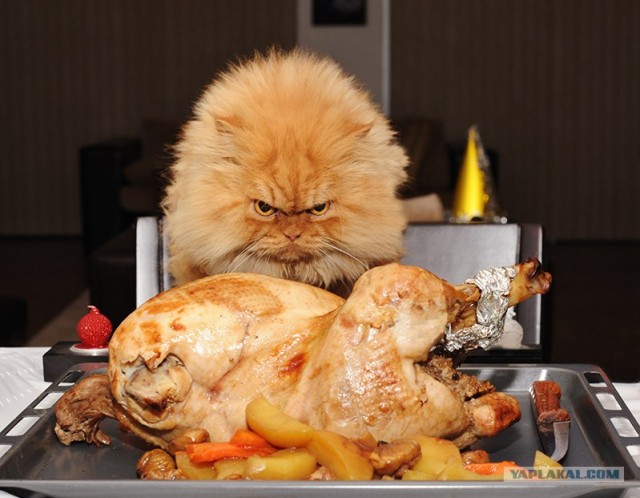 Котовторник, для любителей кошек
